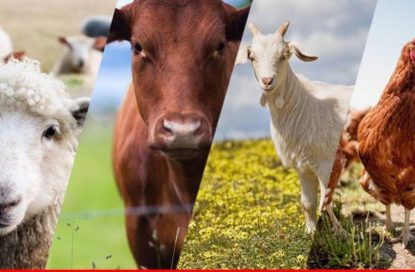 توسط ستاد زیست فناوری؛ ۶ پروژه ملی برای تولید مثل و اصلاح نژاد دام و طیور اجرا می‌شود