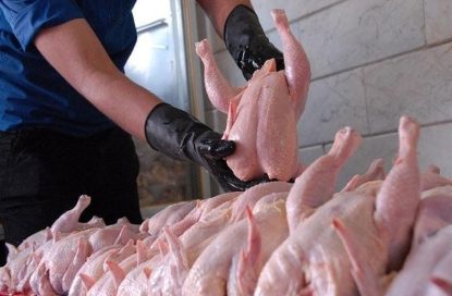 توزیع حداکثری مرغ و گوشت آغاز شد