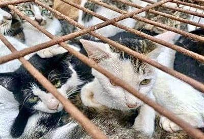 دستگیری “باند قاچاق گوشت گربه” در چین!