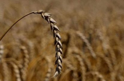 صعود جهانی قیمت دلار با مواد غذایی چه می‌کند؟